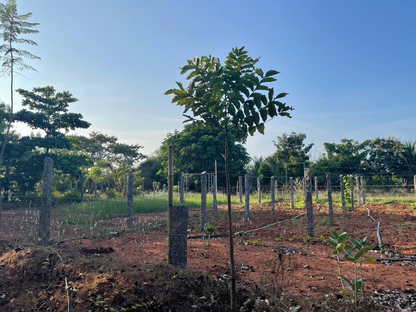 Paradise Quest Nature Farmhouse Villa Kalapettai ภายนอก รูปภาพ